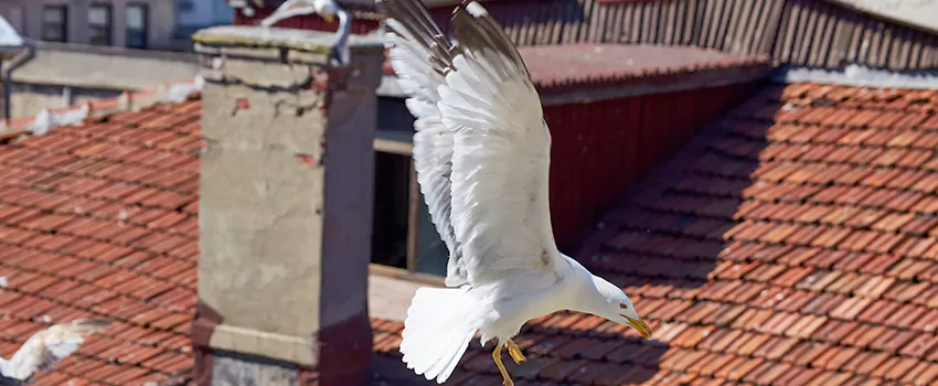 Residential Chimney Animal Removal Solution in Portage, MI