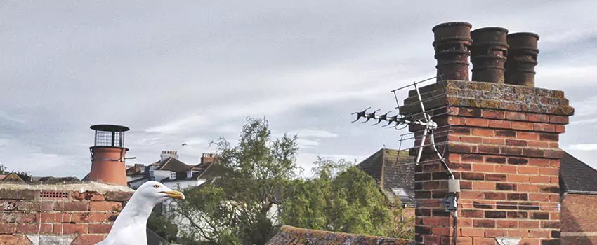 Chimney Cleaning And Restoration in Portage, Michigan